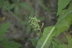 Neottia convallarioides