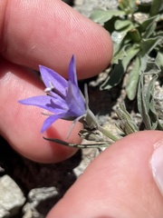 Campanula scabrella