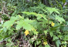 Ribes hudsonianum