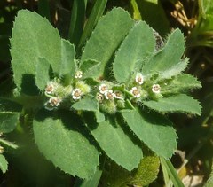 Euphorbia stictospora