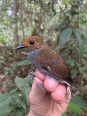 Willisornis poecilinotus