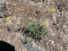 Lomatium brandegeei