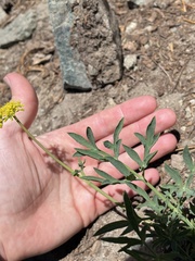 Lomatium brandegeei
