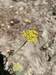 Lomatium brandegeei
