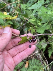 Ribes hudsonianum