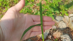 Elymus virginicus virginicus