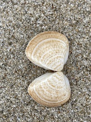 Meretrix