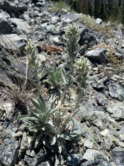 Oreocarya thompsonii