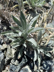 Oreocarya thompsonii