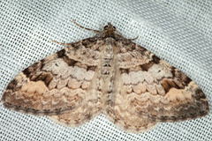 Xanthorhoe abrasaria