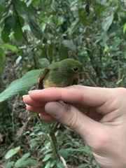 Lepidothrix coronata