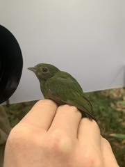 Lepidothrix coronata