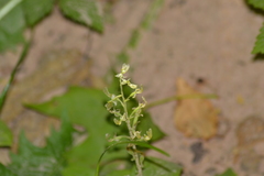 Neottia convallarioides