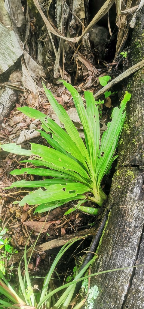 Mormodes maculata