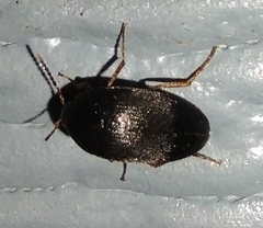 Eustrophopsis