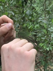 Lepidothrix coronata