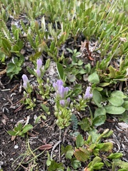 Gentianella propinqua