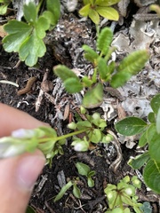 Gentianella propinqua