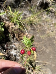 Vaccinium dentatum