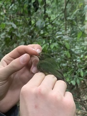 Lepidothrix coronata