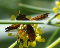 Trichopoda