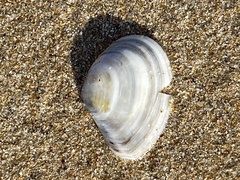 Macomona deltoidalis