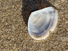 Macomona deltoidalis