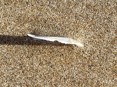 Macomona deltoidalis