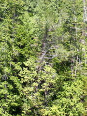 Cupressus nootkatensis