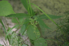 Neottia convallarioides