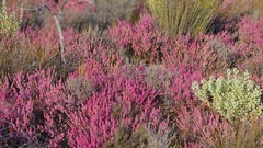 Erica glabra