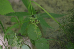 Neottia convallarioides
