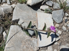 Callisia navicularis