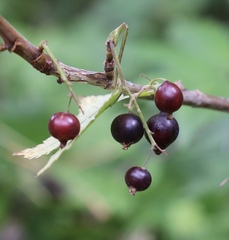 Ribes hudsonianum