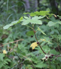 Ribes hudsonianum