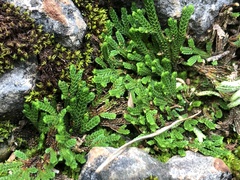 Selaginella tamariscina