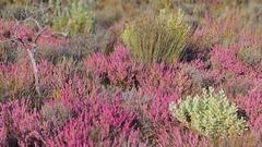 Erica glabra