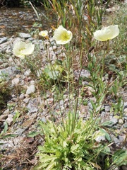 Papaver canescens