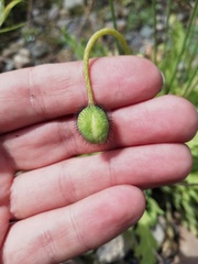 Papaver canescens
