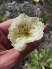 Papaver canescens