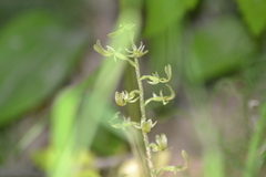 Neottia convallarioides