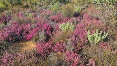 Erica glabra