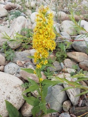 Solidago dahurica