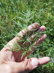 Kitagawia baicalensis