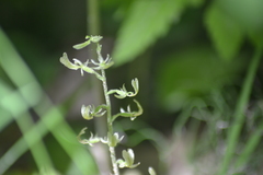 Neottia convallarioides