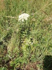 Kitagawia baicalensis