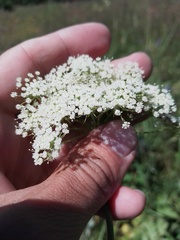 Kitagawia baicalensis