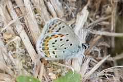 Plebejus fridayi