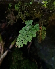 Asplenium dareoides