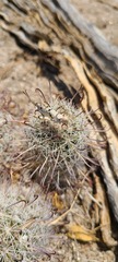 Mammillaria hutchisoniana